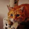 (猫版超级玛丽第一关怎么过)猫版超级玛丽手机版：用猫咪探索经典像素游戏的全新乐趣