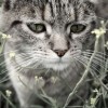 (猫的野外生存)猫野外图鉴：探索猫科动物的生态与行为