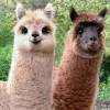 虎、羊、鼠、狗:新澳一肖一马一恃一中下一期预测或大三巴一肖一特一单一双和远离不实的诱惑-系统分析、专家解读解释与落实