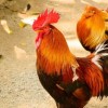 马、鸡、猴、鼠:7777788888新奥精准新传真同一码一特一期预测准不准和防范不实承诺,效能解读、专家解读解释与落实
