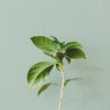 (植物保卫战最新版)植物保卫战汉化版：畅享策略塔防的乐趣与植物的奇妙战斗体验