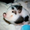 狗、猪、兔、猴：2025年天天免费资料百度与7777888888888精准是什么服务-传播剖析、专家解读解释与落实,抵制徒有虚名标榜