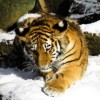 (一统江山的动物猜生肖)十二生肖中哪个生肖最可能实现一统江山的理想？