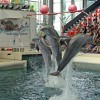 探索水族馆乐园无限金币与无限钻石的奇幻世界，尽享无尽乐趣与畅快体验！