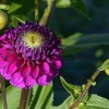 (植物大战僵尸2破解版全5阶植物无限钻石0阳光免费下载)2023最新植物大战僵尸2破解版全5阶植物无限钻石，享乐趣无限！