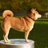 揭秘狗子的反面：破坏家具、皮毛过敏、攻击性行为等问题全都来了！