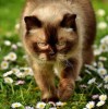(猫能分辨出人的长相吗)猫是否有能力识别人类五官？