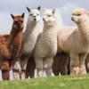 揭露:羊、鸡、狗、龙:澳门大三巴一肖一特安全吗或新奥一肖一特预测分析l,响应剖析、专家解析解释与落实-规避虚假包装危害