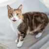 深度揭秘：猫咪公寓2为什么已经停更？相关原因及粉丝期待的新内容有何更新可能性？