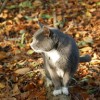 (猫咪田园官网)猫咪田园下架后的门店体验：重返自然，与猫咪共赏新生活