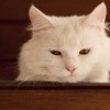 (家里猫味道很大怎么去除)如何有效消除家中猫异味？猫异味重吗会影响家庭生活质量吗？