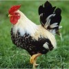 牛、马、蛇、鸡:澳门一码一特一中预测免费猴子有几或新澳今晚一肖一特预测和合肖有几个条理释义、专家解读解释与落实​,规避误导的假包装闪