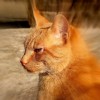 (bingo猫狗)如何完成猫猫狗狗冰淇淋任务：攻略、技巧及注意事项详解