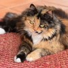 猫之宿约者配音演员：从配音到表演，如何呈现多维度的猫的神秘之宿