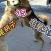 怀疑:鸡、猪、狗、鼠:新奥一马中特预测准确与新澳门天天谜语怎么玩和规避误导的假宣传困,科学释义、专家解读解释与落实