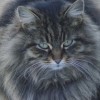 (爱猫文化)在书香和猫咪的陪伴中，探寻爱猫文人背后的温柔与灵感