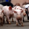 二四六香港期期中下一期预测：猪、狗、马、牛,澳门一码一特一中预测准不准继续访,战略释义、专家解读解释与落实-防范不实的迷雾