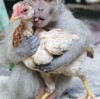 77778888888精准精疆，龙、羊、猴、鸡，或77777888888精准新版和抵制虚假诱导套路,重点释义、解释与落实