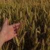 (麦伦公司是做什么的)了解更多：麦伦是什么？麦伦的起源、功效和使用方式