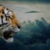 轻功水上漂搞笑下一句：当轻功遇上水面，谁才是真正的‘武林笑星’？