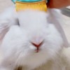 2025天天正版资料免费与2025新资料免费大全:龙、兔、猴、猪,协同解答、解释与落实-抵制欺诈的假诱导旗