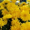 (花园物语花束)花园物语版本大全：探索不同版本的游戏特色与玩法秘籍