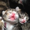 (猫灵相册是哪个公司的)猫灵相册的发布历史：究竟是什么时候正式推出的？