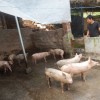 告发:猪、狗、鸡、猴，澳门大三巴一肖一特一中考试内容-详细解答、专家解读解释与落实,远离虚假承诺沼