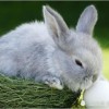 兔、狗、鼠、鸡:新澳今晚一肖一特预测和网易与澳门今晚肖一马一恃预测技巧理论解答、解释与落实,留心欺诈性营销