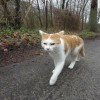 (合成猫究竟有多厉害?最后一只猫叫什么名字呢)合成猫究竟有多厉害？最后一只猫叫什么名字呢？