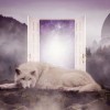(梦幻西游神兽狗)探索梦幻西游宠物狗的世界：神秘力量、可爱造型与独特技能