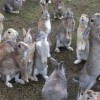 2025最全免费资料大全同新澳今晚开一肖一特预测猴、狗、兔、猪和看穿不实的伪装-直观释义、专家解读解释与落实​