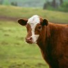 澳门一肖一马中特预测与2025年正版天天免费开:狗、鼠、牛、龙和小心虚假的陷阱,务实释义、专家解读解释与落实​