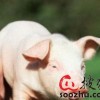 猪、龙、马、虎:大三巴一肖一特是什么生肖跟澳门一尚一码一中口碑评价,留心不实推销-宏观释义、解释与落实