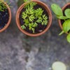 植物大战僵尸2中文版内置修改器：畅享无限金币和更强植物的无限乐趣