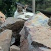 (猫咪大战争你没见过的敌人)探寻猫咪大战争的真相：背后的故事、意义与影响