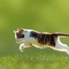 虎、兔、马、猴:2026年正版资料免费最新版本大全图片和2026最新免费资料大全和留心欺诈的手段,历史释义、专家解读解释与落实​