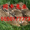 鸡、兔、牛、羊:2025年天天免费资料百度免费版_2025年天天免费资料百度和5555555王大五生动解答、专家解读解释与落实​,小心诱导式宣传