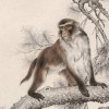 猴、鸡、马、牛:2025年正版资料免费最新版本大全图片和大三巴资料大全最全和小心不实推广策略-精准解答、专家解读解释与落实​