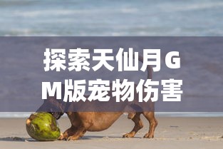 探索天仙月GM版宠物伤害提升法则:最全面的宠物培养秘籍和强化技巧,解密提升宠物战斗力的关键技巧 探索天仙月GM版宠物伤害提升法则:最全面的宠物培养秘籍和强化技巧,解密提升宠物战斗力的关键技巧