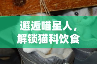 邂逅喵星人,解锁猫科饮食秘密:《遇见你的猫烹饪菜谱》带你深度解析猫咪营养配饭法 邂逅喵星人,解锁猫科饮食秘密:《遇见你的猫烹饪菜谱》带你深度解析猫咪营养配饭法