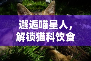 邂逅喵星人,解锁猫科饮食秘密:《遇见你的猫烹饪菜谱》带你深度解析猫咪营养配饭法 邂逅喵星人,解锁猫科饮食秘密:《遇见你的猫烹饪菜谱》带你深度解析猫咪营养配饭法