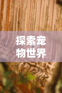 探索宠物世界的奥秘:喵呜次元官方网站领路者——为喵星人们的幸福生活打造专属领地 探索宠物世界的奥秘:喵呜次元官方网站领路者——为喵星人们的幸福生活打造专属领地