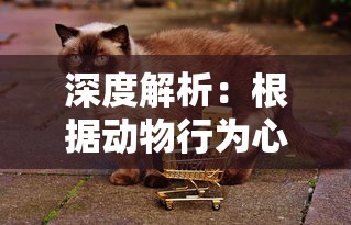 深度解析:根据动物行为心理学如何遇见并成为猫咪喵克斯的朋友的完全攻略 深度解析:根据动物行为心理学如何遇见并成为猫咪喵克斯的朋友的完全攻略