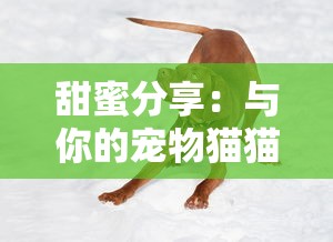 甜蜜分享:与你的宠物猫猫狗狗一同欢享冰淇淋的美好时光,尽享纯净免广告的冷饮体验 甜蜜分享:与你的宠物猫猫狗狗一同欢享冰淇淋的美好时光,尽享纯净免广告的冷饮体验