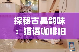 探秘古典韵味:猫语咖啡旧版免费试喝活动,让你回味传统的优质咖啡文化 探秘古典韵味:猫语咖啡旧版免费试喝活动,让你回味传统的优质咖啡文化