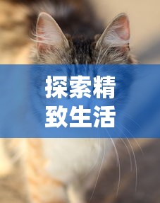 探索精致生活,萌宠需要养游戏:如何合理安排宠物游戏时间为其创造全方位健康环境 探索精致生活,萌宠需要养游戏:如何合理安排宠物游戏时间为其创造全方位健康环境