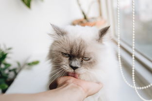 探索毛茸茸的天堂:详细解析猫咪列车位于何处及其为猫咪提供的独特体验 探索毛茸茸的天堂:详细解析猫咪列车位于何处及其为猫咪提供的独特体验