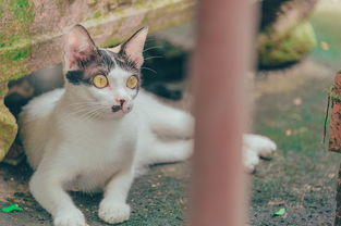 探索毛茸茸的天堂:详细解析猫咪列车位于何处及其为猫咪提供的独特体验 探索毛茸茸的天堂:详细解析猫咪列车位于何处及其为猫咪提供的独特体验