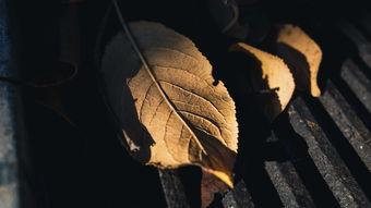 (掌门别挂机全部功法)掌门别挂机免广告版特色功能全面介绍 (掌门别挂机全部功法)掌门别挂机免广告版特色功能全面介绍